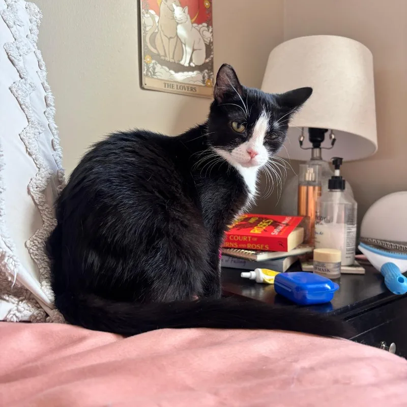 A young small-sized female Black Domestic Short Hair cat named Shirley for adoption in Fairfax Station, VA