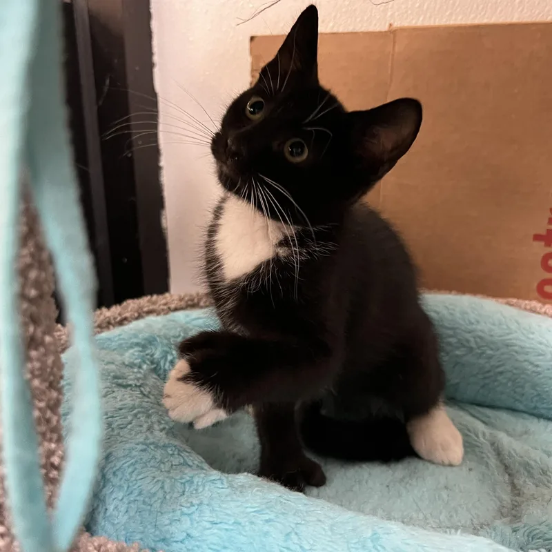 A baby medium-sized male Black & White / Tuxedo Extra-Toes Cat / Hemingway Polydactyl cat named Langdon for adoption in Palmetto, FL