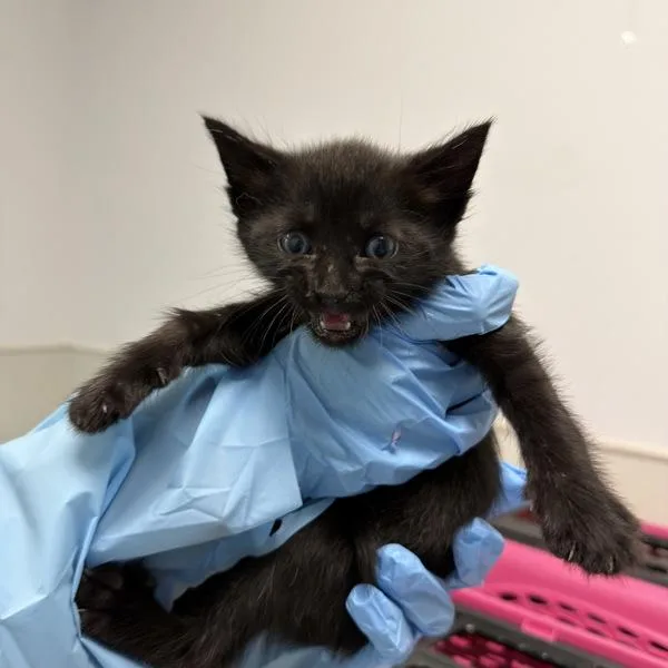 A baby small-sized female Domestic Short Hair cat named Bieberchella for adoption in Escondido, CA