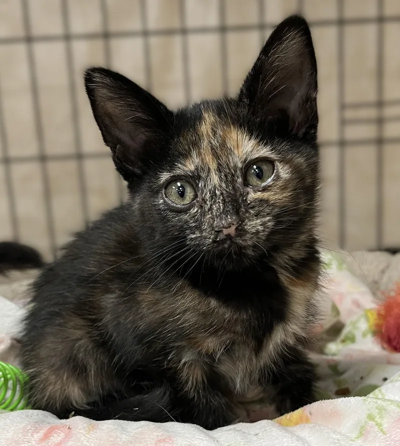 A baby medium-sized female Tortoiseshell cat named Paisley for adoption in Shingletown, CA