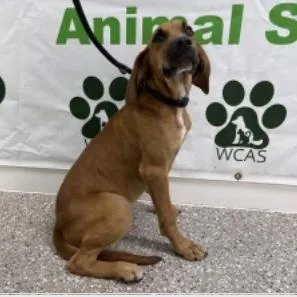A baby medium-sized male Brown / Chocolate Bloodhound dog named Watson for adoption in Seminole, FL