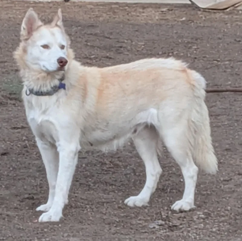 A young large-sized female Apricot / Beige Siberian Husky dog named Honey for adoption in Studio City, CA