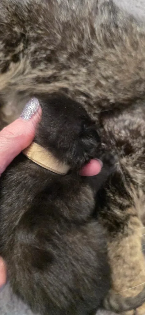 Caviar thumbnail 2