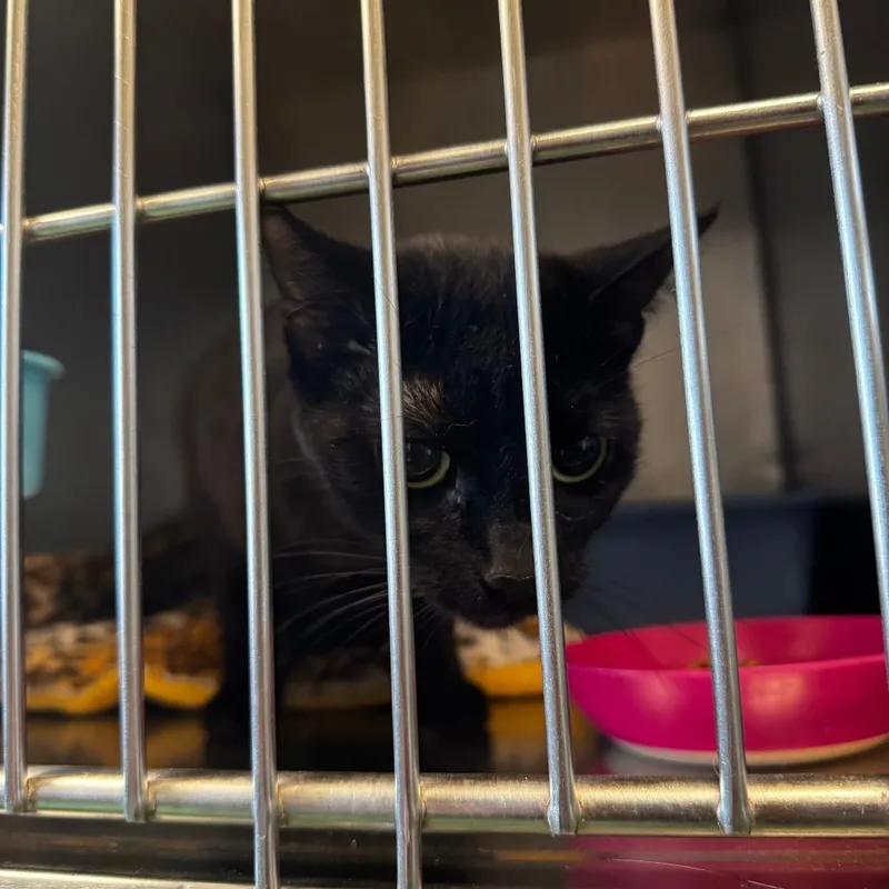 A young medium-sized female Black Domestic Short Hair cat named Coachella for adoption in South Haven, MI
