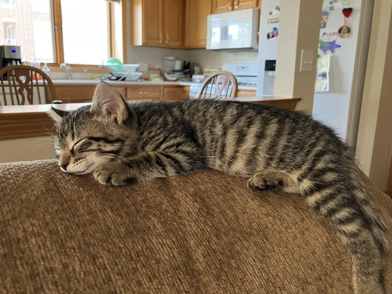 A young large-sized male Tabby cat named Leo for adoption in Wheeling, IL