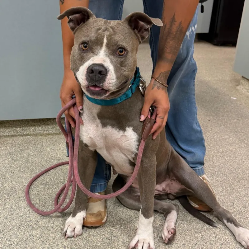 A young medium-sized female Gray / Blue / Silver Mixed Breed dog named Marge for adoption in Jacksonville, FL