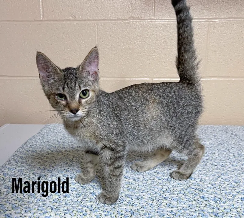 A baby small-sized female Domestic Short Hair cat named Marigold for adoption in Clearfield, KY