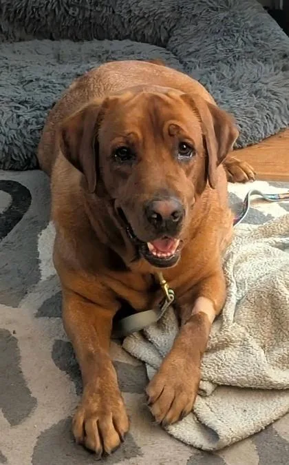 An adult large-sized female Labrador Retriever dog named Shiloh for adoption in Malvern, PA