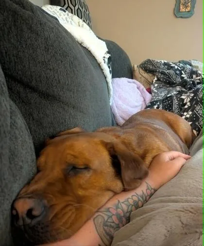 Shiloh thumbnail 2