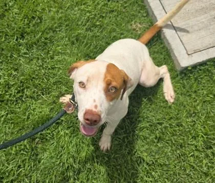 A young medium-sized female Pit Bull Terrier dog named Honey for adoption in Honolulu, HI