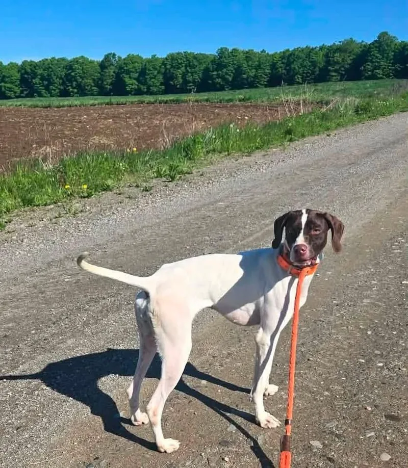 An adult medium-sized female White / Cream German Shorthaired Pointer dog named Fia for adoption in Brooks, ME