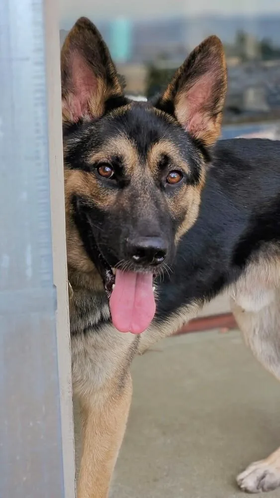 An adult large-sized male Tricolor (Brown, Black, & White) German Shepherd Dog dog named Basil for adoption in Walnut Creek, CA