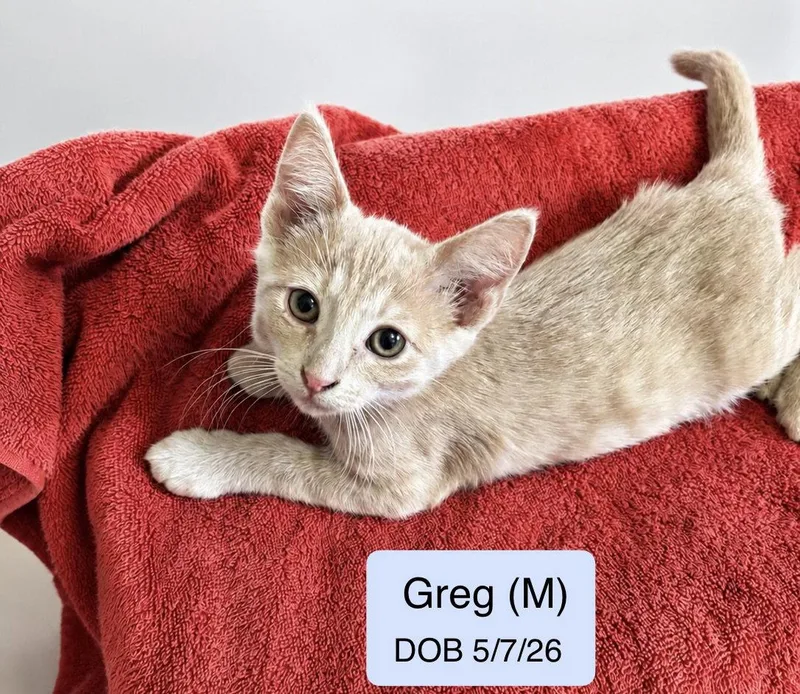 A baby medium-sized male Domestic Short Hair cat named Greg for adoption in Vacaville, CA