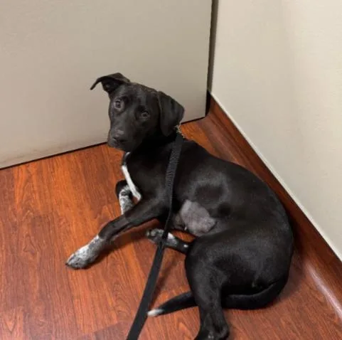 A young medium-sized female Black Labrador Retriever dog named Bella for adoption in Carroll, OH