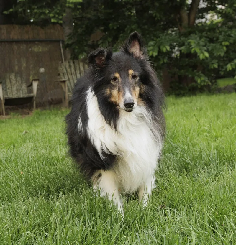 An adult medium-sized male Tricolor (Brown, Black, & White) Shetland Sheepdog / Sheltie dog named Tommy for adoption in Portland, ME
