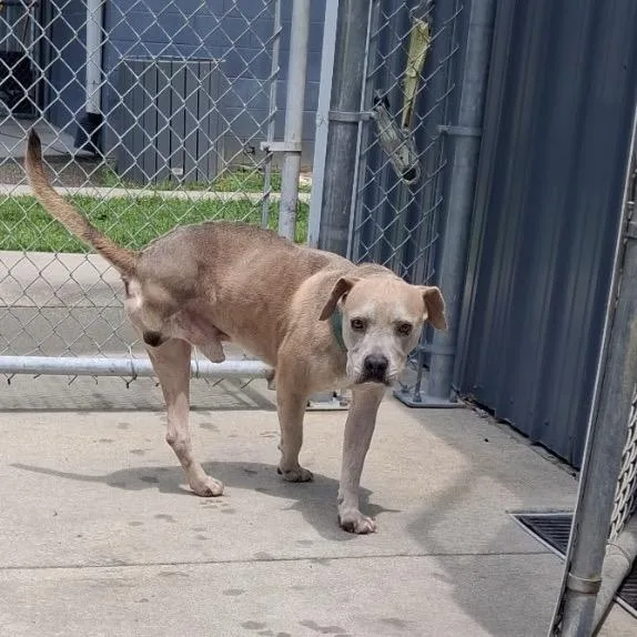A senior medium-sized male Yellow / Tan / Blond / Fawn Pit Bull Terrier dog named Edgar for adoption in Medford, NJ