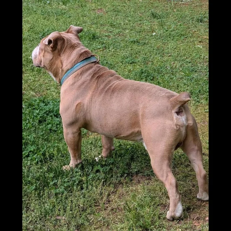 Winston