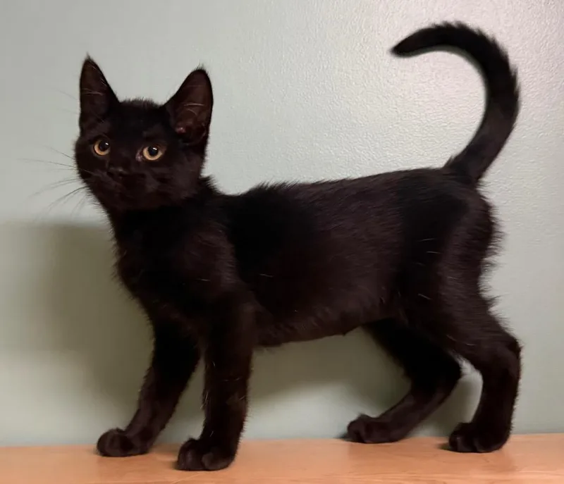 A baby medium-sized female Black Domestic Short Hair cat named Raven for adoption in Amery, WI