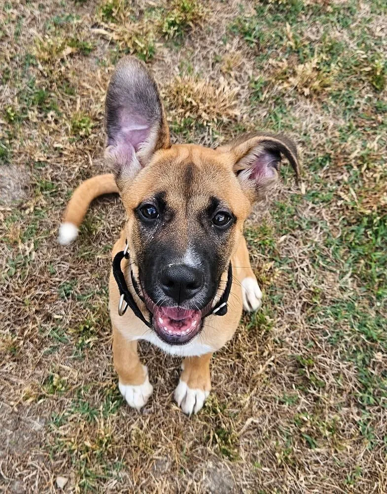 Josie