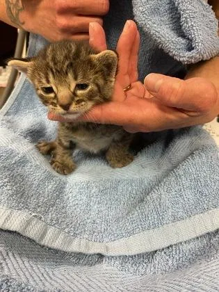 A baby small-sized male Domestic Short Hair cat named Kat for adoption in Gainesville, FL