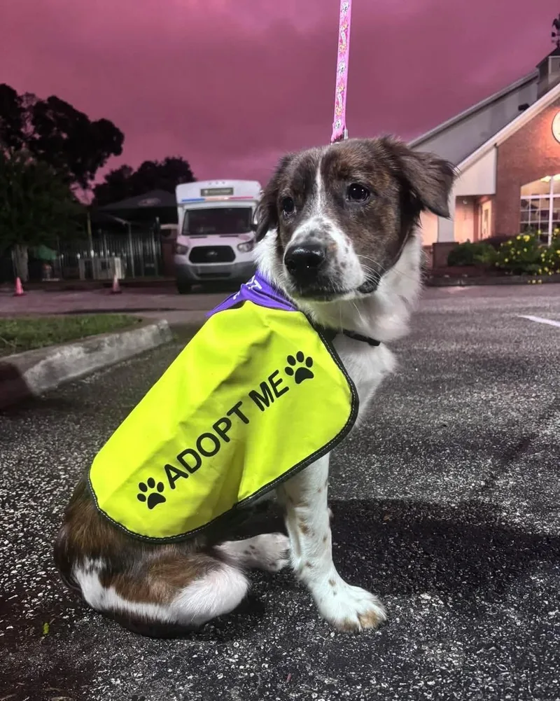 A young medium-sized female Australian Shepherd dog named Skyler for adoption in Saint Petersburg, FL