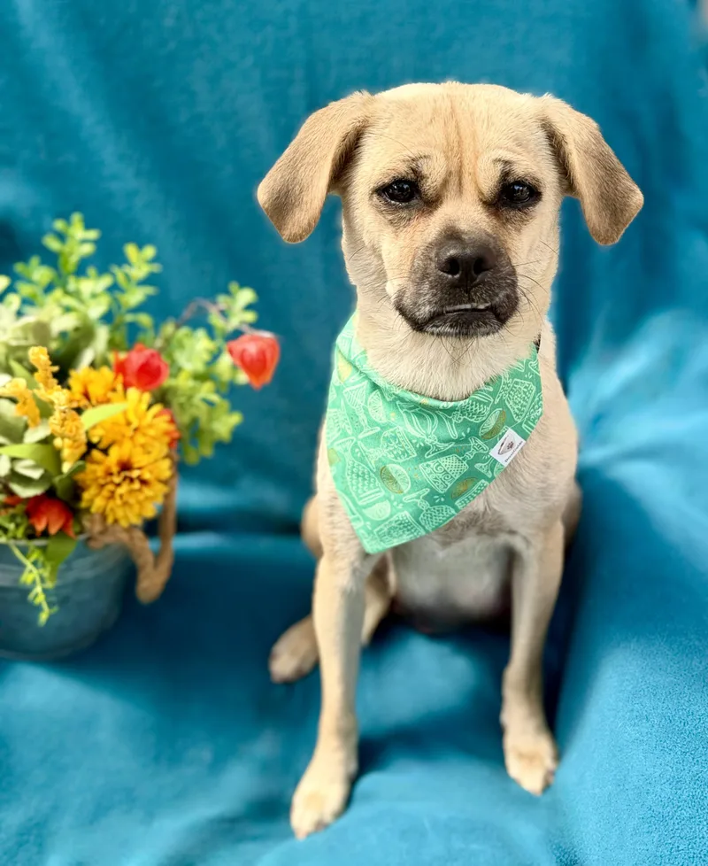 A young small-sized female Apricot / Beige Pug dog named Cinder for adoption in Corona Del Mar, CA