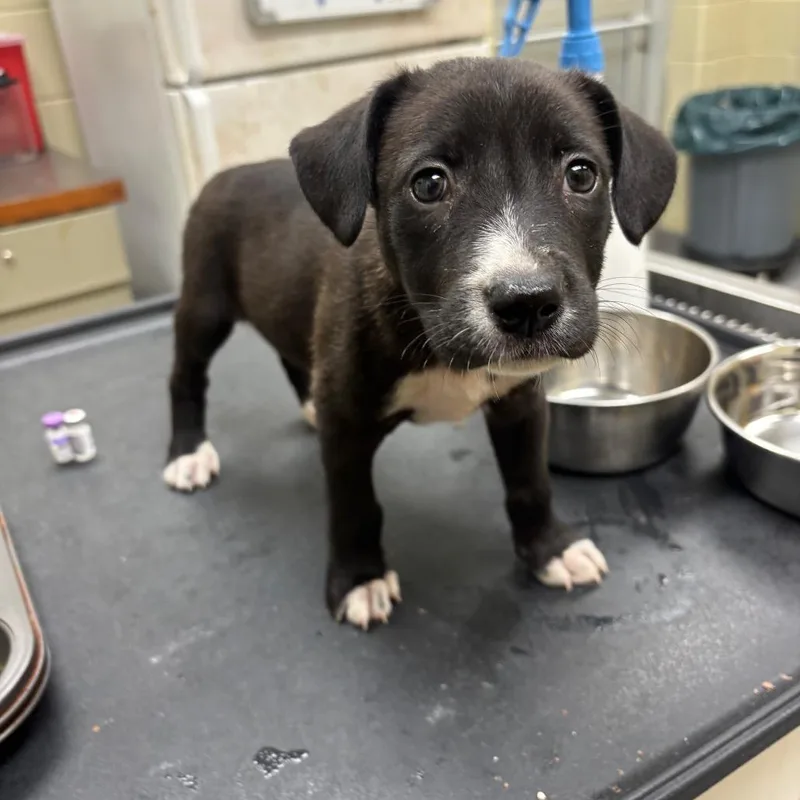 A baby small-sized male Black Mixed Breed dog named StrayGilbertavenue for adoption in Columbus, GA