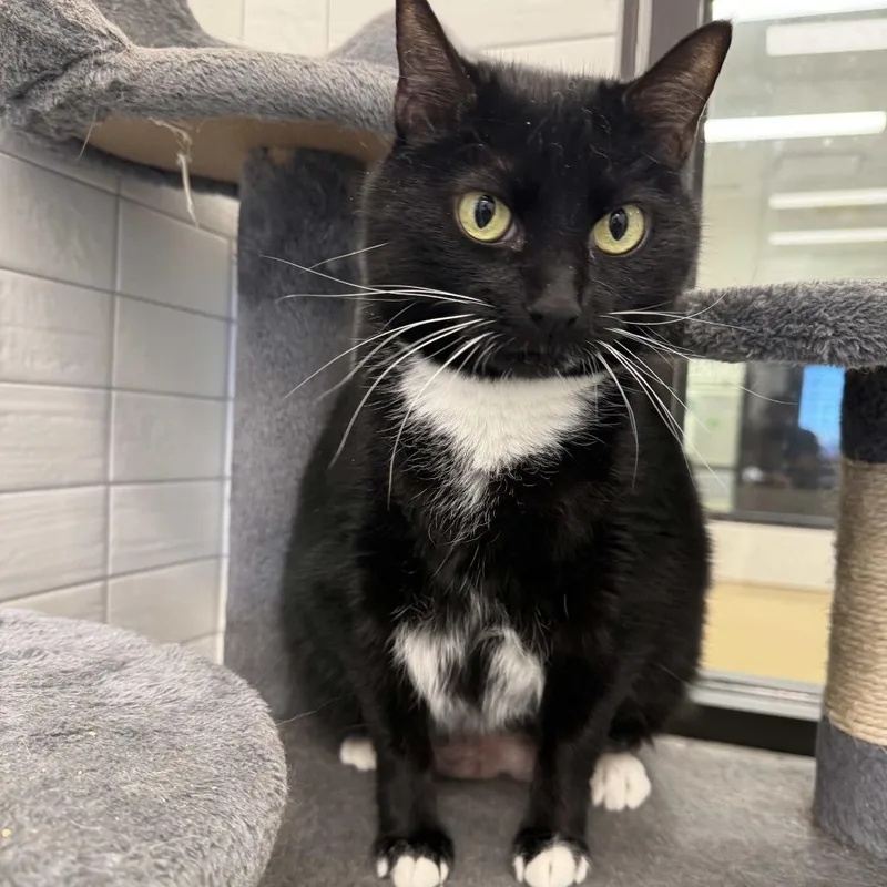 A senior large-sized female Black Domestic Medium Hair cat named Minnie for adoption in Beaumont, TX