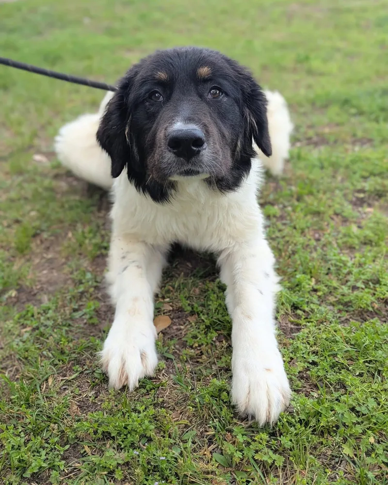 Starlight thumbnail 2