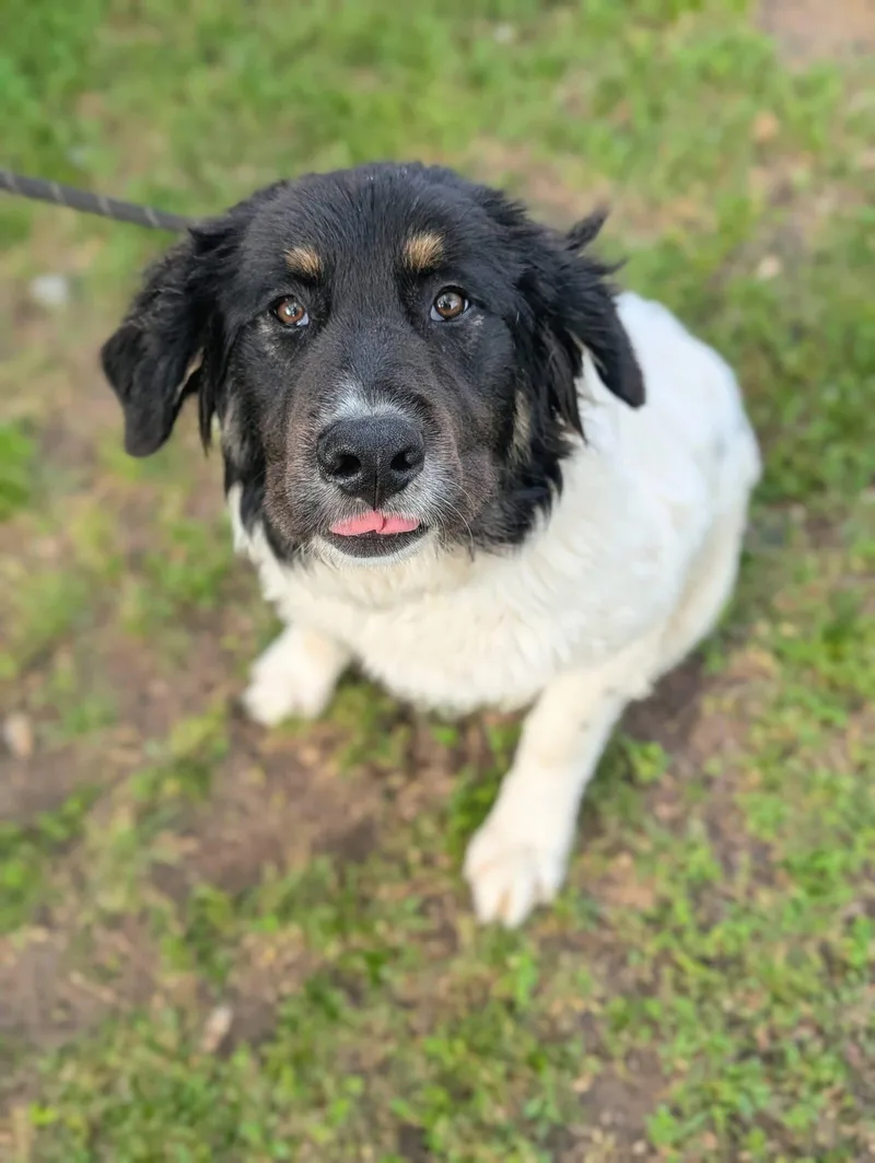 A young large-sized female Great Pyrenees dog named Starlight for adoption in University Place, WA