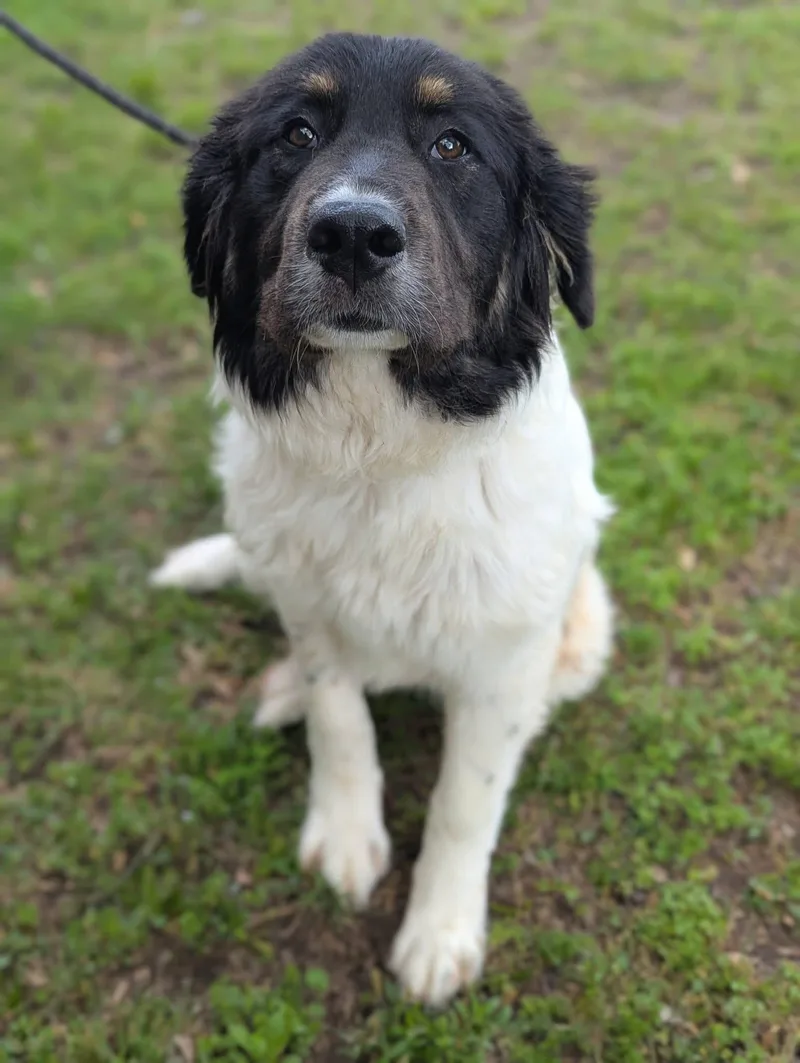 Starlight thumbnail 3