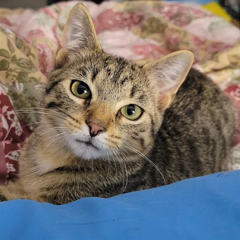 A baby small-sized male Black Domestic Short Hair cat named Fezzick for adoption in Nashville, IN