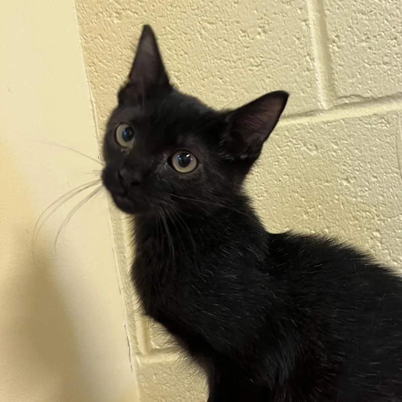 A baby small-sized female Black Domestic Short Hair cat named Morticia for adoption in Naples, FL