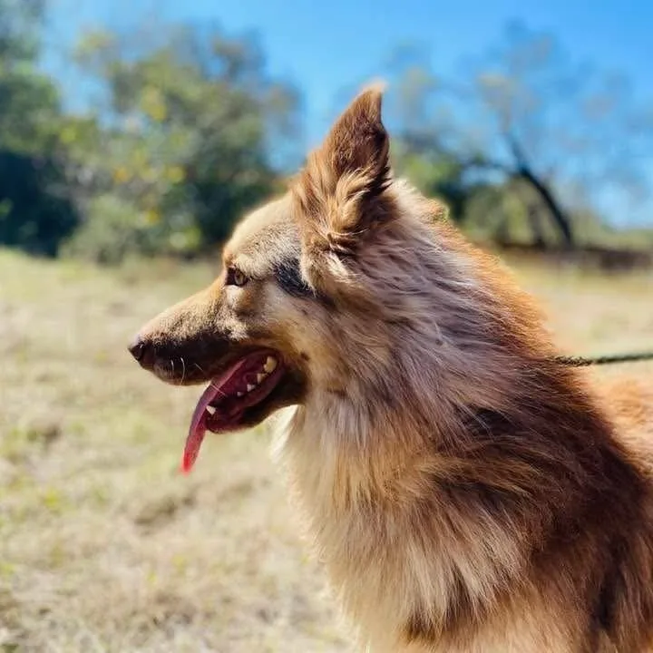 Henry Pc thumbnail 2