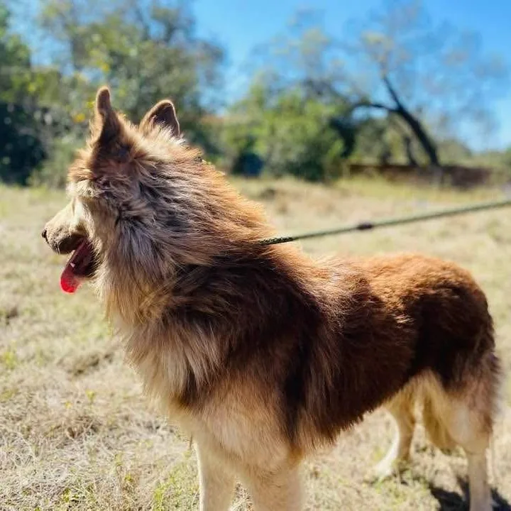 Henry Pc thumbnail 3