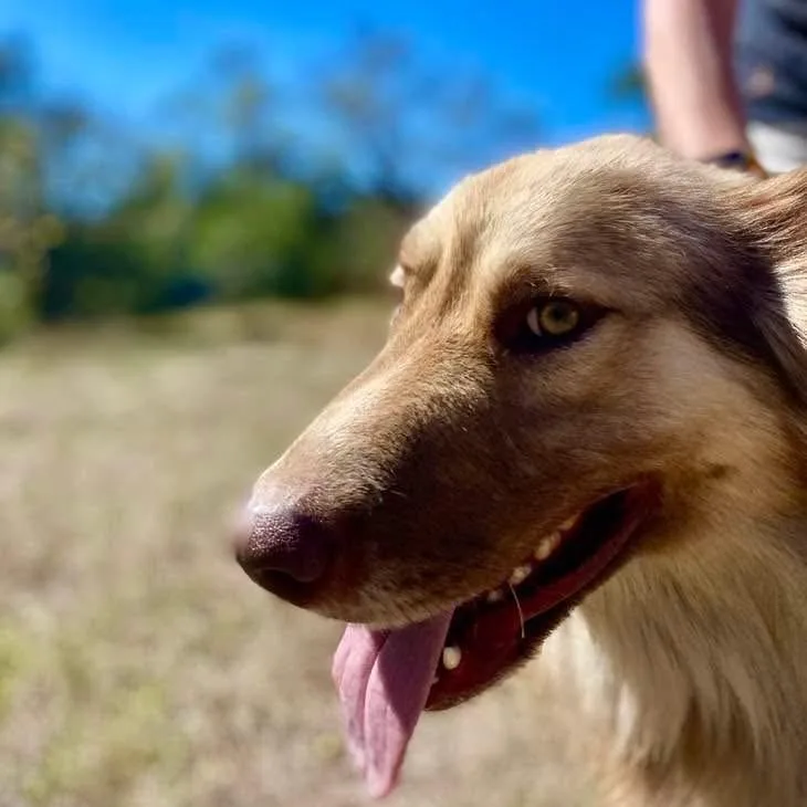 Henry Pc thumbnail 4