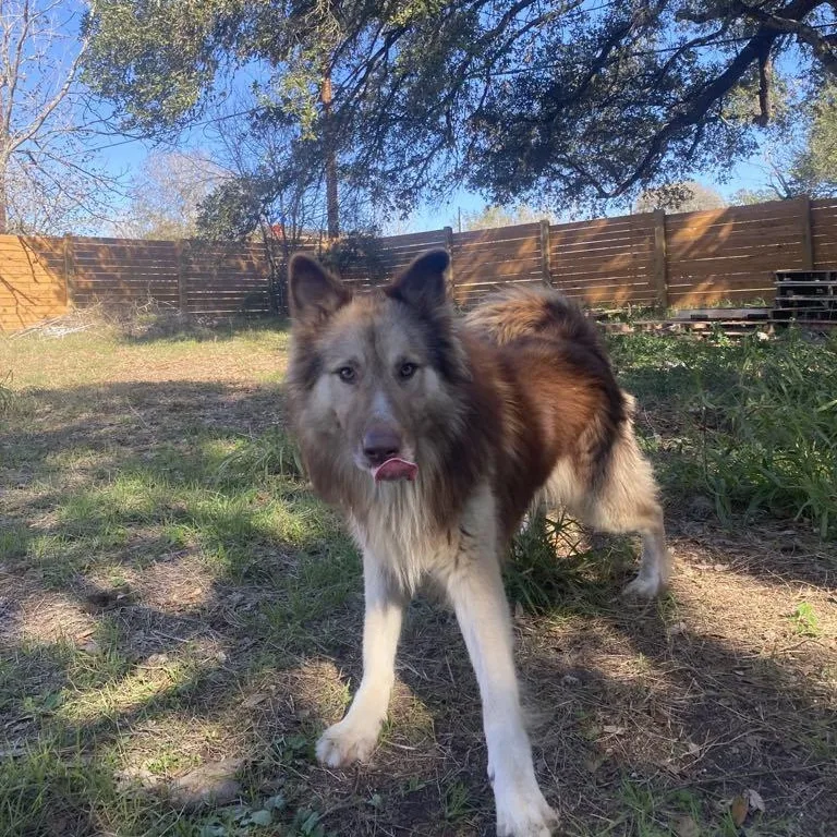 Henry Pc thumbnail 6