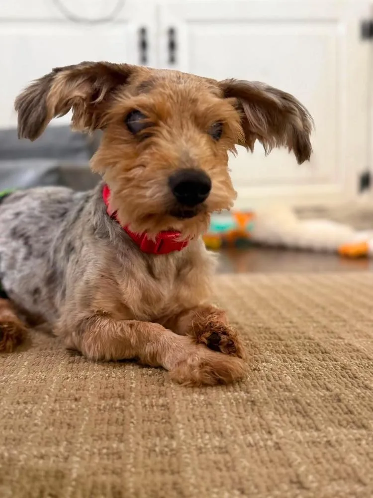 A senior small-sized male Brown / Chocolate Yorkshire Terrier dog named Marvin for adoption in Shawnee, OK