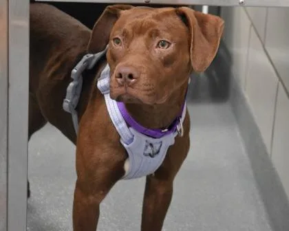 An adult large-sized female Mixed Breed dog named Maxine for adoption in West Seneca, NY