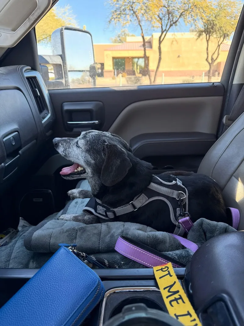 A senior medium-sized female Beagle dog named Agatha for adoption in Tucson, AZ