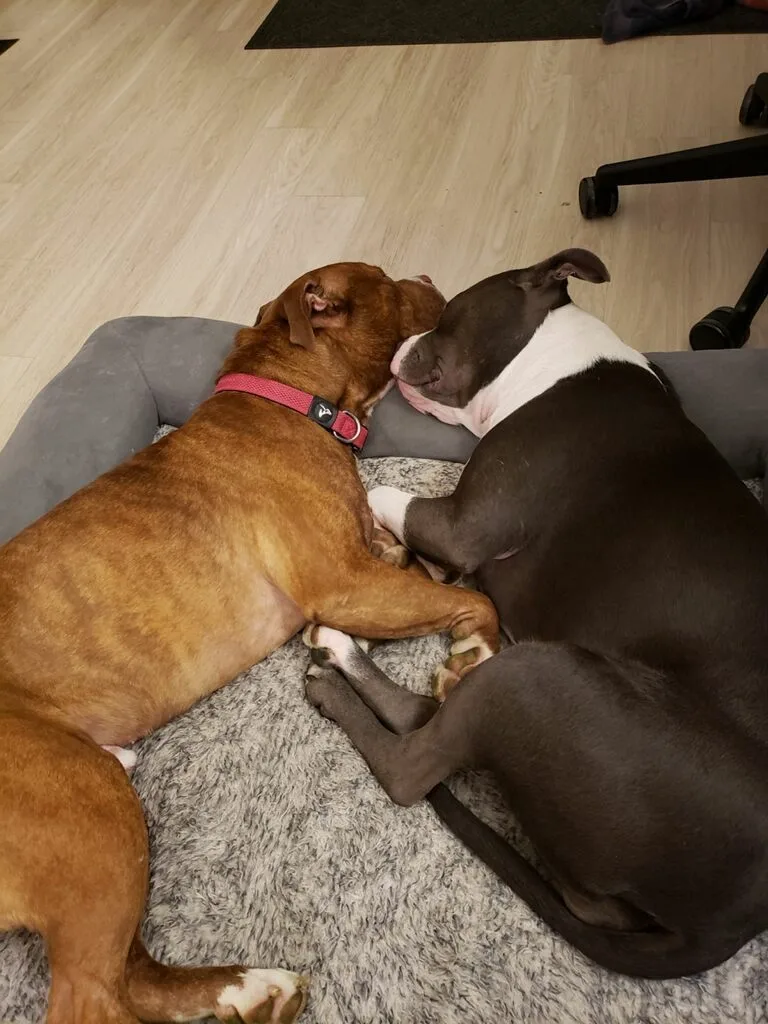 Bruno Bear thumbnail 2