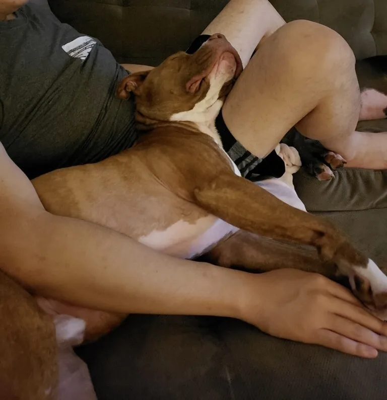 Bruno Bear thumbnail 3