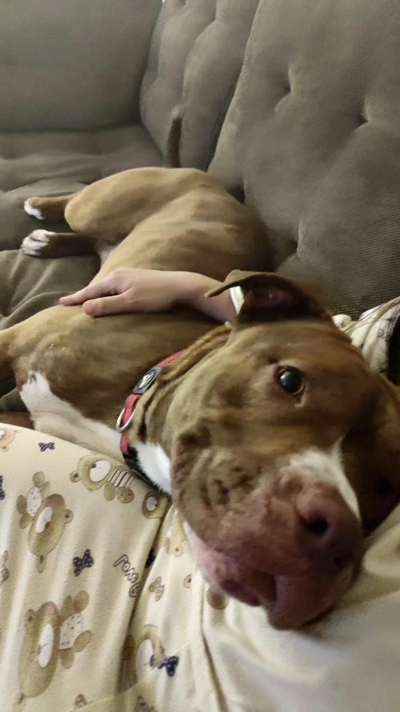 Bruno Bear thumbnail 4