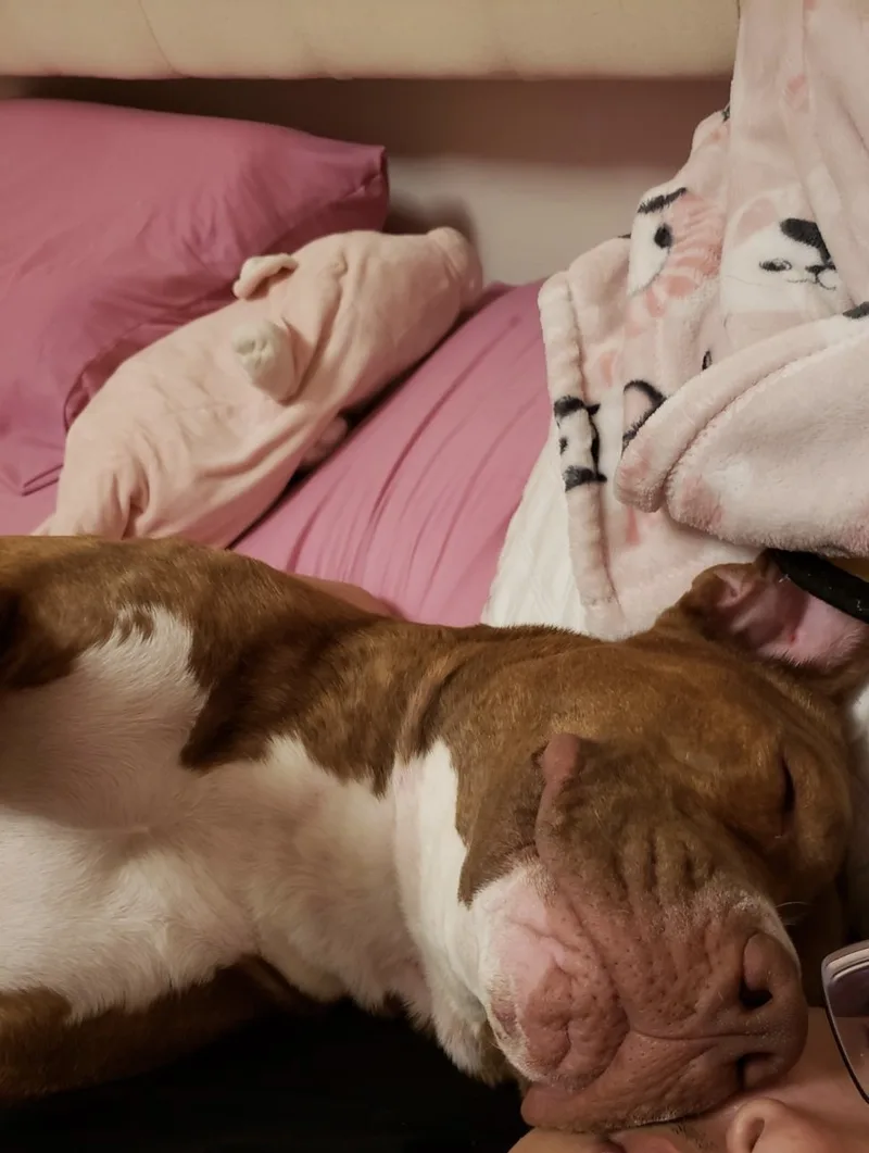 Bruno Bear thumbnail 5