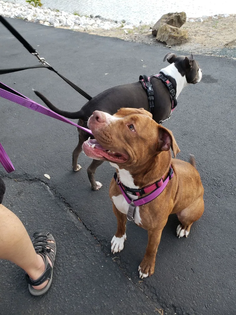 Bruno Bear thumbnail 6