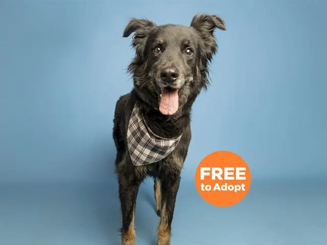 An adult large-sized male Australian Shepherd dog named Houston for adoption in Phoenix, AZ