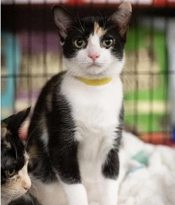 A baby medium-sized female Calico cat named Capt Marvelous for adoption in Campbell, CA