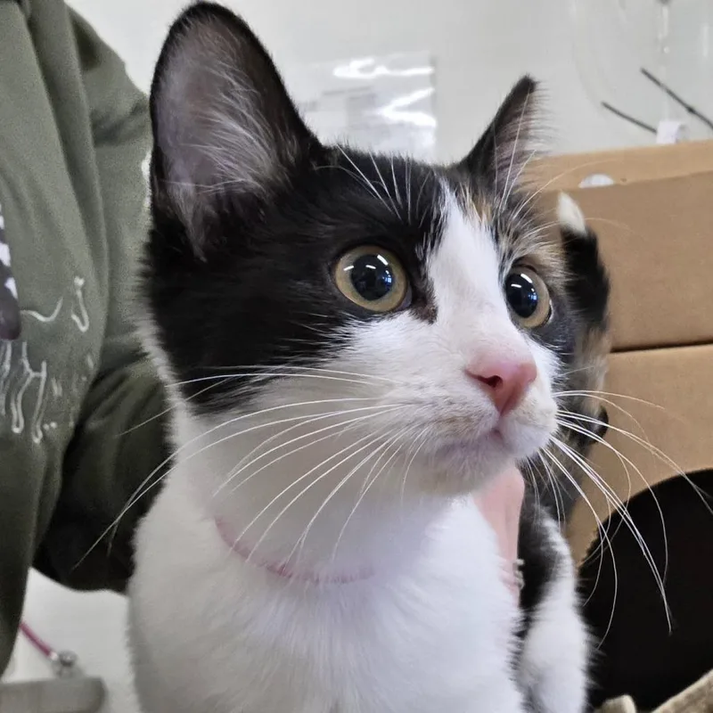 A baby small-sized female Black Domestic Short Hair cat named Souffle for adoption in Novelty, OH