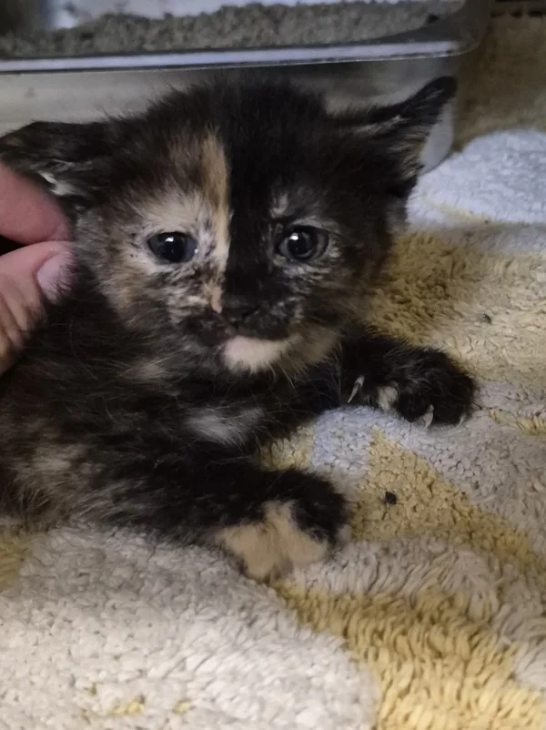 A baby medium-sized female Domestic Medium Hair cat named Pop for adoption in Napa, CA