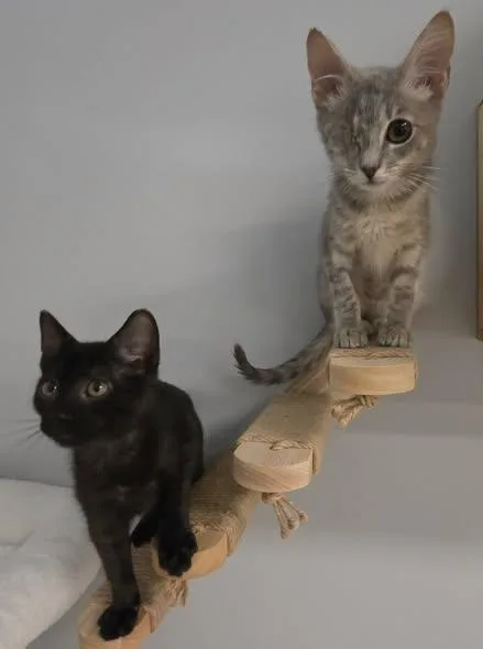 Peeky & Boo thumbnail 2